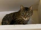 Adopt Tiger Lily a Domestic Short Hair