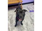 Adopt Patience a Pit Bull Terrier