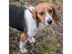 Adopt THELMA a Beagle