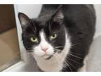 Adopt AZZY a Domestic Short Hair