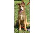 Adopt Lizzie a Labrador Retriever, Collie