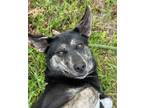 Adopt Nina a German Shepherd Dog