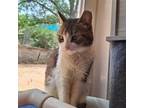 Adopt Cassie Marie a Domestic Short Hair