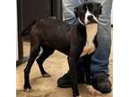Adopt PRINCESS-28511 a Pit Bull Terrier