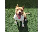 Adopt Ginger - $75 Adoption Fee! Diamond Dog! a Pit Bull Terrier