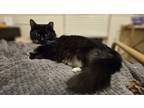 Adopt Grace Whiskers 0376 a Domestic Medium Hair