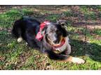 Adopt Kricket a Australian Shepherd