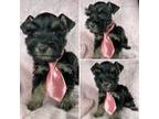 Schnauzer (Miniature) Puppy for sale in Houston, TX, USA