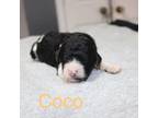 Coco