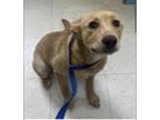 Adopt RILEY a Golden Retriever