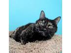 Adopt Missie - RN a Domestic Short Hair, Manx