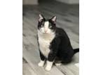 Adopt Lizzie - Foster Home DS a Domestic Medium Hair