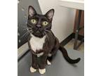 Adopt Dolly a Extra-Toes Cat / Hemingway Polydactyl