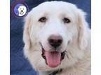 Adopt Jolene a Great Pyrenees