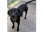 Adopt Della a Labrador Retriever, Mixed Breed