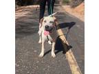 Adopt Rose a Labrador Retriever, Hound