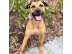 Adopt Lucy Lu FKA Sundae a Rhodesian Ridgeback