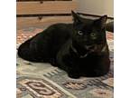 Adopt Luna a Domestic Short Hair