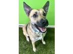Adopt Foxy a Cattle Dog, Mixed Breed