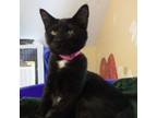 Adopt Phoebe - Little Lap Cat a Bombay