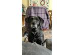 Adopt Missy a Black Labrador Retriever