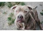 Adopt Khaleesi a Pit Bull Terrier