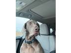 Adopt Bella a Weimaraner