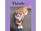 Adopt Thistle a Domestic Long Hair