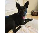 Adopt Baby a Australian Kelpie