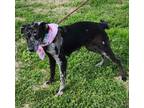 Adopt Niki a Catahoula Leopard Dog