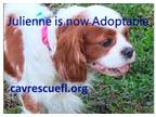 Adopt Julienne a Cavalier King Charles Spaniel