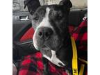 Adopt Grandma Trina a American Staffordshire Terrier