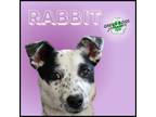 Adopt Rabbit a Australian Cattle Dog / Blue Heeler, Border Collie