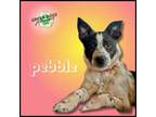 Adopt Pebble a Australian Cattle Dog / Blue Heeler, Border Collie