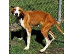 Adopt Lizzie a Coonhound