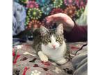 Adopt Katy a Domestic Short Hair, Tabby