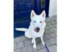 Adopt Luna a Husky