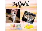 Adopt Daffodil a Domestic Short Hair