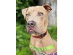 Adopt Lindsey Lu a American Staffordshire Terrier