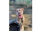Adopt Pinky a American Staffordshire Terrier