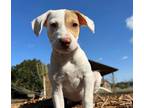 Adopt Bobbidi a English Pointer, Beagle