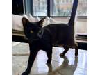 Adopt Shania a Domestic Short Hair