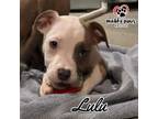 Adopt The Survivors Litter: Lulu a Rottweiler, Pit Bull Terrier