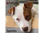 Adopt Survivors Litter: Sparkles a Rottweiler, Pit Bull Terrier