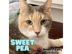 Adopt Sweet Pea a Domestic Short Hair