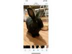 Adopt Ivy a Flemish Giant