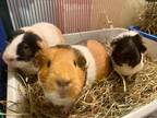 Adopt Cookie Oreo and Sadie a Guinea Pig