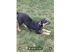 Adopt Lucille a German Shepherd Dog, Miniature Pinscher