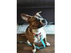 Adopt Darcy a Terrier, Boxer