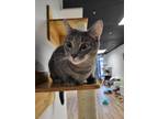 Adopt Rue a Domestic Short Hair